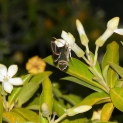 Cizara ardeniae at Black Range, NSW - 24 Nov 2017