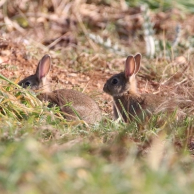 Oryctolagus cuniculus (European Rabbit) at Jerrabomberra Wetlands - 21 May 2020 by RodDeb