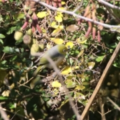 Zosterops lateralis at Fyshwick, ACT - 21 May 2020