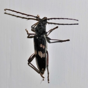 Phoracantha punctata at Black Range, NSW - 13 Nov 2017