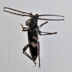 Unidentified Longhorn beetle (Cerambycidae) (TBC) at Black Range, NSW - 13 Nov 2017 by AndrewMcCutcheon