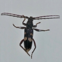 Phoracantha punctata at Black Range, NSW - 13 Nov 2017