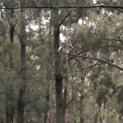 Dacelo novaeguineae (Laughing Kookaburra) at Stromlo, ACT - 22 May 2020 by BenjaminBryant