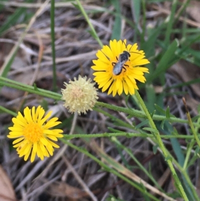Calotis lappulacea (Yellow Burr Daisy) at Lake Burley Griffin West - 18 May 2020 by Safarigirl