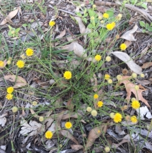 Calotis lappulacea at Lake Burley Griffin West - 19 May 2020 01:54 AM