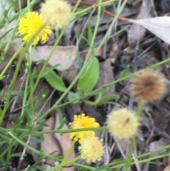 Calotis lappulacea at Lake Burley Griffin West - 19 May 2020 01:54 AM