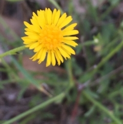 Calotis lappulacea at Lake Burley Griffin West - 19 May 2020