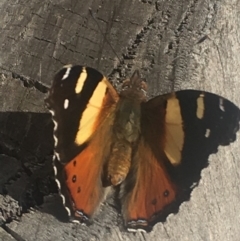 Vanessa itea (Yellow Admiral) at Burra, NSW - 5 May 2020 by Safarigirl