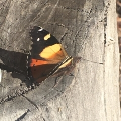 Vanessa itea at Burra, NSW - 6 May 2020 02:29 AM