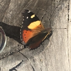 Vanessa itea at Burra, NSW - 6 May 2020 02:29 AM