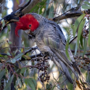 Callocephalon fimbriatum at Sutton, NSW - 21 May 2020