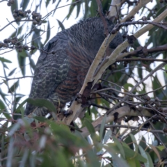 Callocephalon fimbriatum at Sutton, NSW - suppressed