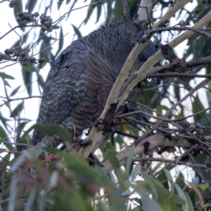 Callocephalon fimbriatum at Sutton, NSW - 21 May 2020