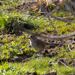 Aphelocephala leucopsis at Sutton, ACT - 21 May 2020