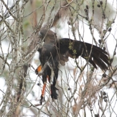 Calyptorhynchus lathami (Glossy Black-Cockatoo) at Morton National Park - 23 May 2020 by Snowflake