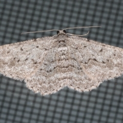 Psilosticha absorpta (Fine-waved Bark Moth) at Ainslie, ACT - 22 May 2020 by jb2602