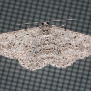Psilosticha absorpta at Ainslie, ACT - 22 May 2020