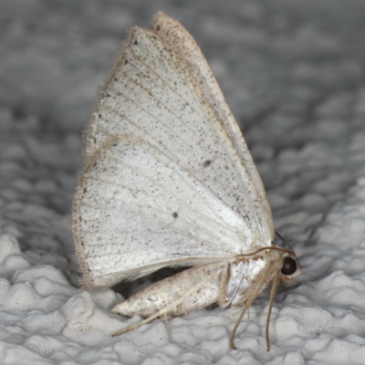 Casbia (genus) (A Geometer moth) at Ainslie, ACT - 22 May 2020 by jb2602