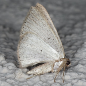 Casbia (genus) at Ainslie, ACT - 22 May 2020