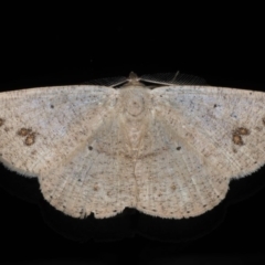 Casbia (genus) (A Geometer moth) at Ainslie, ACT - 22 May 2020 by jb2602