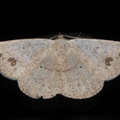 Casbia (genus) (A Geometer moth) at Ainslie, ACT - 22 May 2020 by jb2602