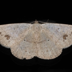 Casbia (genus) (A Geometer moth) at Ainslie, ACT - 22 May 2020 by jbromilow50