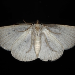 Casbia (genus) at Ainslie, ACT - 22 May 2020