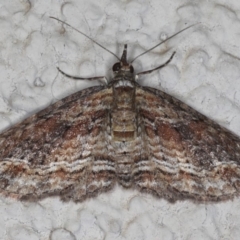 Chloroclystis filata (Filata Moth, Australian Pug Moth) at Ainslie, ACT - 22 May 2020 by jb2602