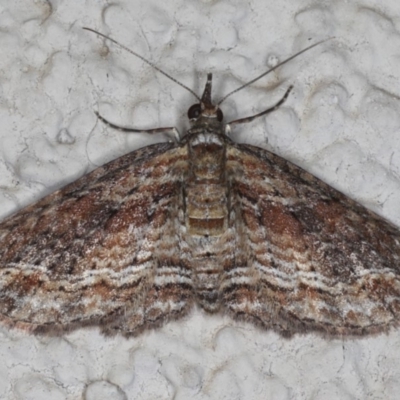 Chloroclystis filata (Filata Moth, Australian Pug Moth) at Ainslie, ACT - 22 May 2020 by jbromilow50