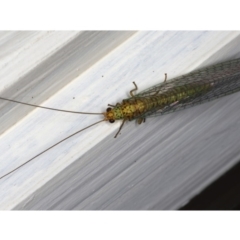 Dictyochrysa peterseni (Green Lacewing) at Ainslie, ACT - 22 May 2020 by jb2602