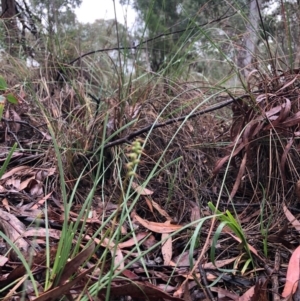 Corunastylis clivicola at Cook, ACT - 23 May 2020