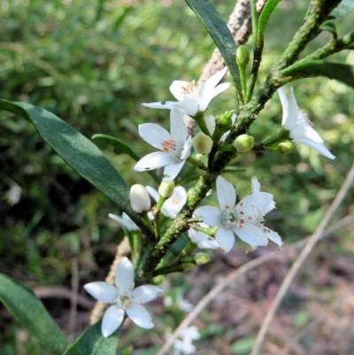 Philotheca queenslandica (Wax flower) at Pomona, QLD - 12 Aug 2013 by jenqld