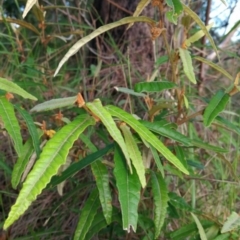 Lasiopetalum ferrugineum (Rusty Petals) at Pomona, QLD - 18 Dec 2017 by jenqld