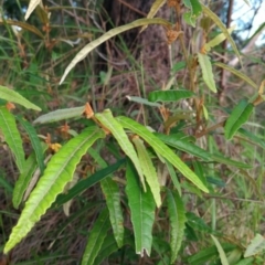 Lasiopetalum ferrugineum (Rusty Petals) at Pomona, QLD - 19 Dec 2017 by jenqld