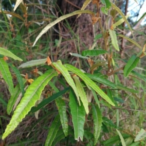 Lasiopetalum ferrugineum at Pomona, QLD - 19 Dec 2017