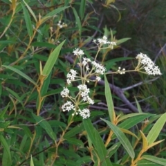 Astrotricha longifolia (Long-leaf Star-hair) at Pomona, QLD - 12 Dec 2017 by jenqld