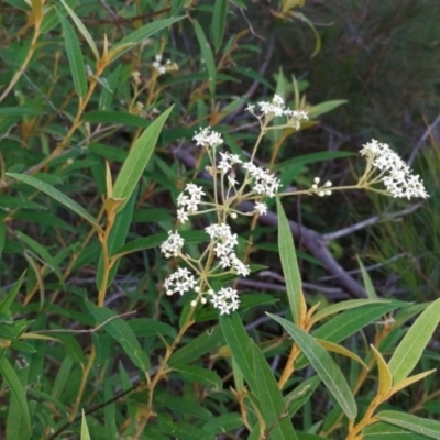 Astrotricha longifolia (Long-leaf Star-hair) at Pomona, QLD - 13 Dec 2017 by jenqld