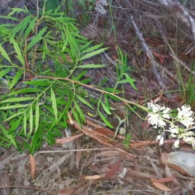 Lomatia silaifolia (Crinkle Bush, Fern-leaved Lomatia, Parsley Bush) at Tuchekoi National Park - 12 Dec 2017 by jenqld