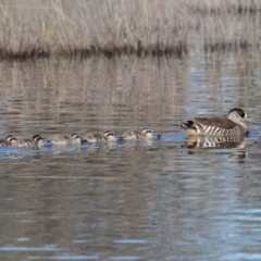 Malacorhynchus membranaceus (Pink-eared Duck) at Mulligans Flat - 3 May 2020 by rawshorty