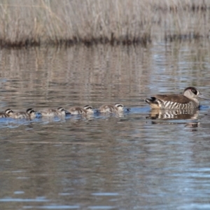 Malacorhynchus membranaceus at Throsby, ACT - 3 May 2020 12:16 PM