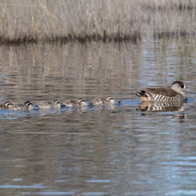 Malacorhynchus membranaceus (Pink-eared Duck) at Throsby, ACT - 3 May 2020 by rawshorty