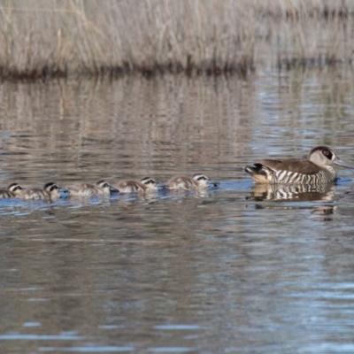 Malacorhynchus membranaceus (Pink-eared Duck) at Throsby, ACT - 3 May 2020 by rawshorty