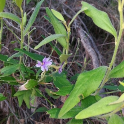 Dampiera purpurea (Purple Dampiera) at Pomona, QLD - 19 Dec 2017 by jenqld