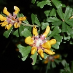 Pultenaea retusa (Blunt Bush-pea) at Pomona, QLD - 24 Aug 2013 by jenqld