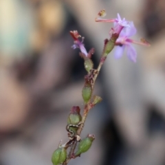 Stylidium graminifolium (Grass Triggerplant) at Black Mountain - 17 May 2020 by Sarah2019