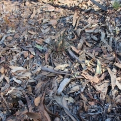 Stylidium graminifolium at Hackett, ACT - 17 May 2020