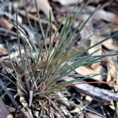 Stylidium graminifolium at Hackett, ACT - 17 May 2020