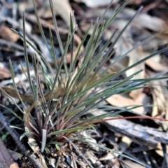 Stylidium graminifolium at Hackett, ACT - 17 May 2020 03:50 PM