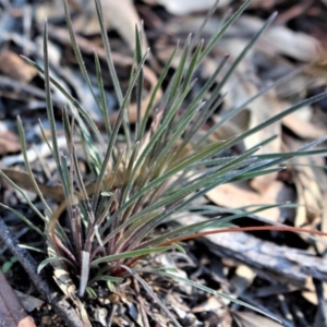 Stylidium graminifolium at Hackett, ACT - 17 May 2020