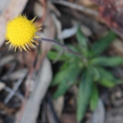 Coronidium oxylepis subsp. lanatum (Woolly Pointed Everlasting) at Black Mountain - 17 May 2020 by Sarah2019